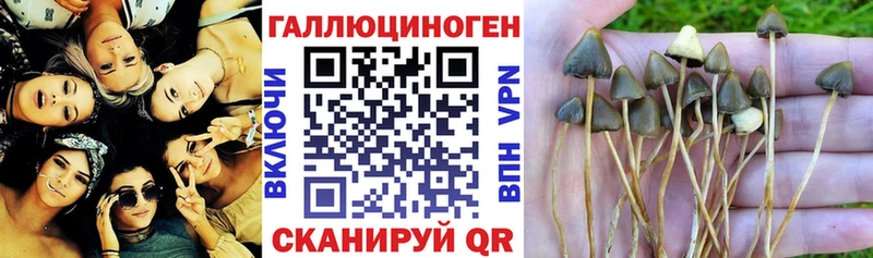 Псилоцибиновые грибы Cubensis  магазин  наркотиков  Киров 